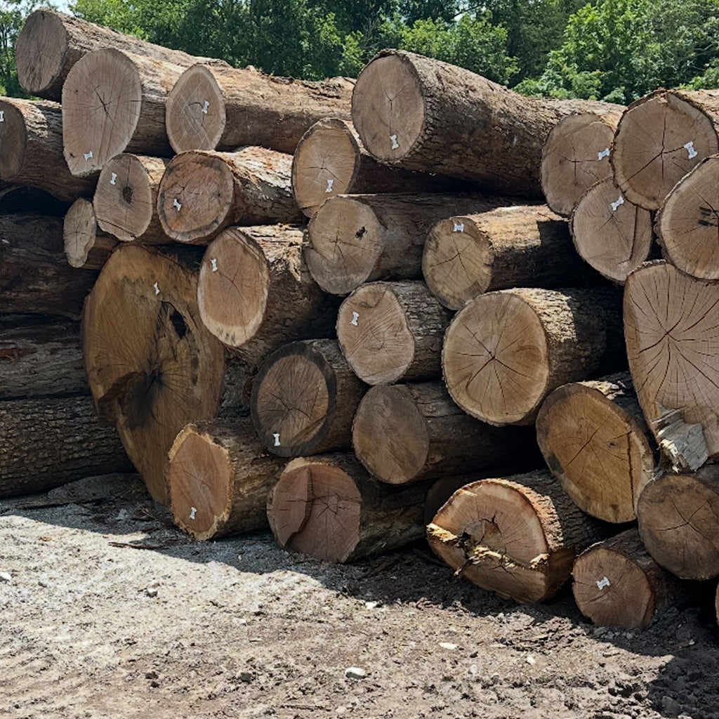 White Oak Sawing Logs