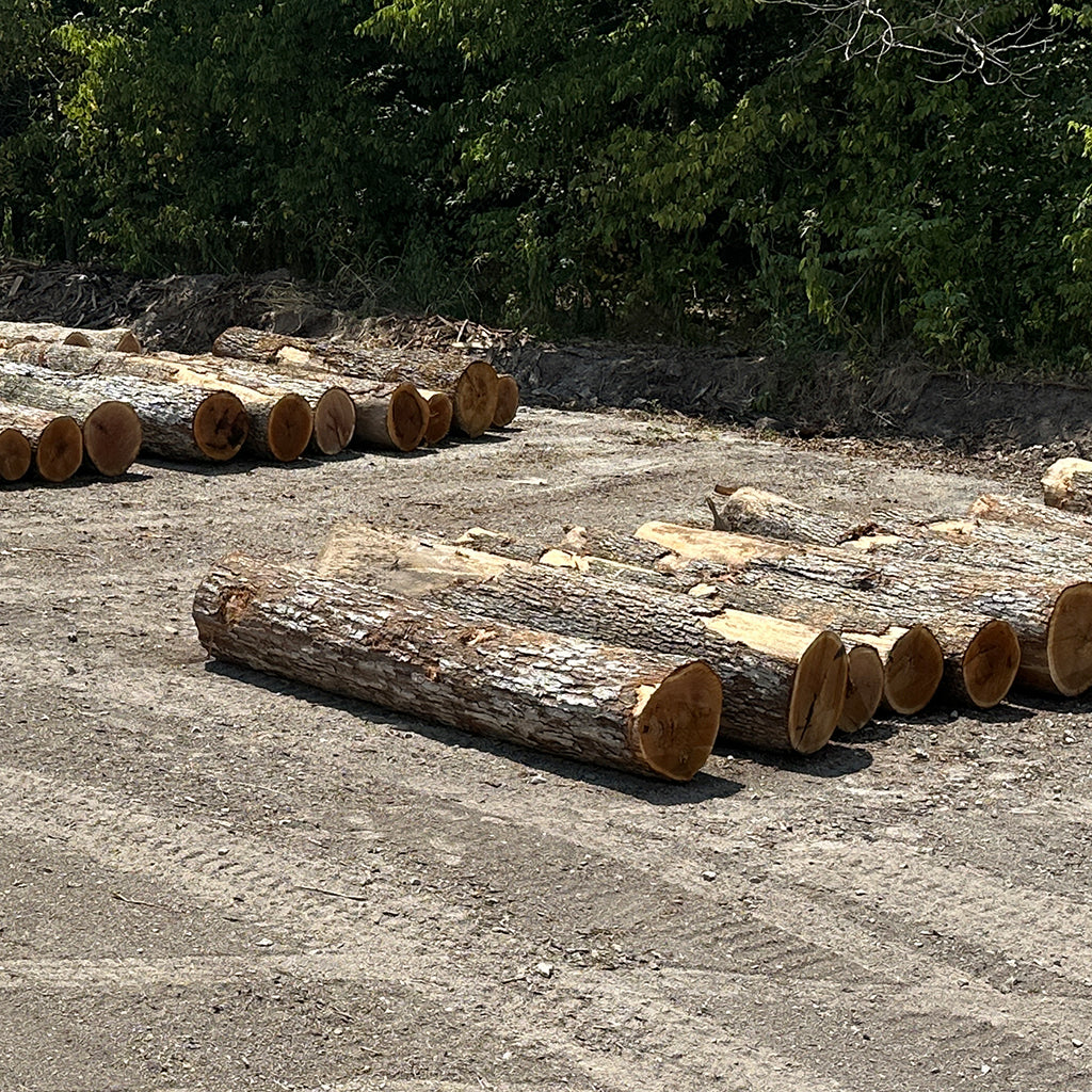 White Oak Stave Logs